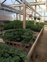 SkillsUSA Plant & Flower Sale