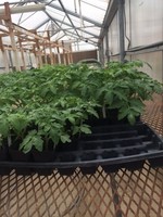 SkillsUSA Plant & Flower Sale